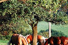 Wiental Pressbaum