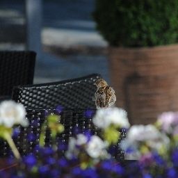 Taras Strandhotel Binz