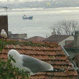 Вид Tashkonak