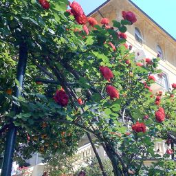 Canali Rapallo