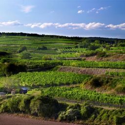 Vista Bauernhof Winzerhof Stauffer Fotos