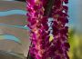 Kamers Outrigger Reef