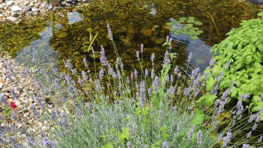 Hotel Astoria Komfort im Astoria Cityresort - Essen - 3 Sterne Hotel