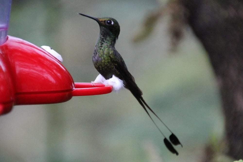 Hotel Bellavista Cloud Forest Reserve & Lodge (Quito)
