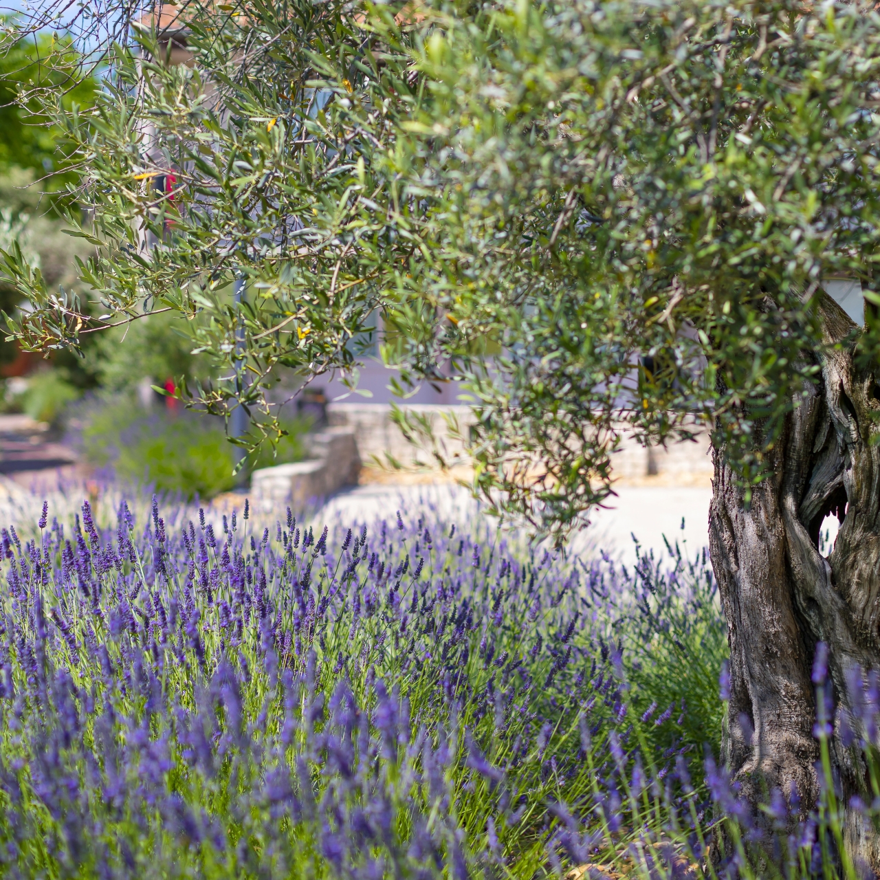 Hotel Terre De Provence 3 Hrs Star Hotel In Avignon Provence Alpes Cote D Azur