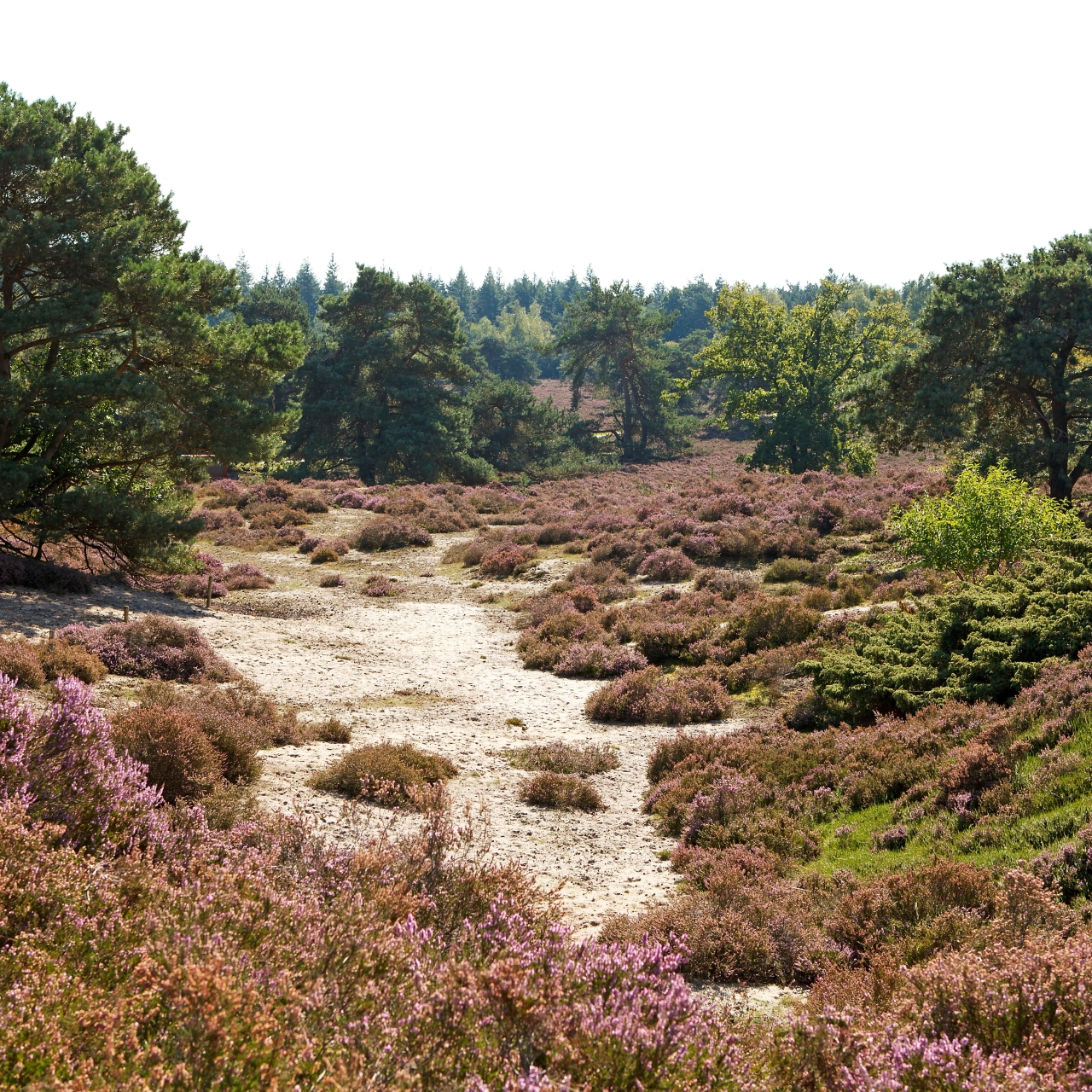 hertogenbosch helvoirt