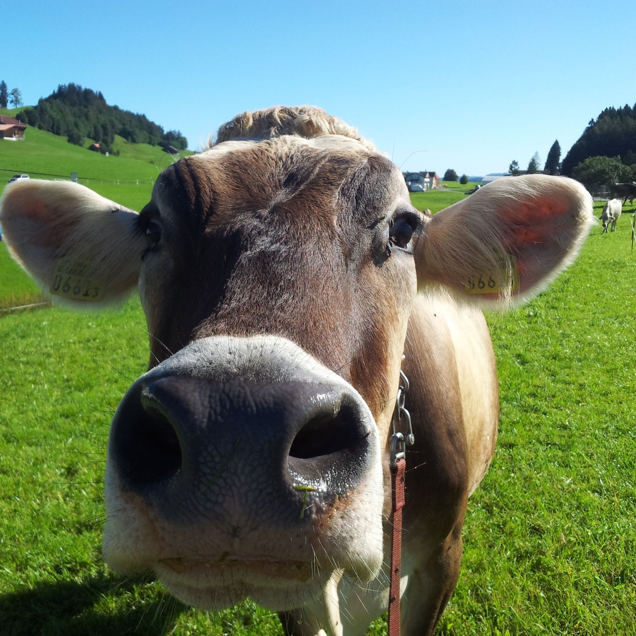 Hotel Garni Traube In Schwellbrunn Appenzell Ausserrhoden Hrs