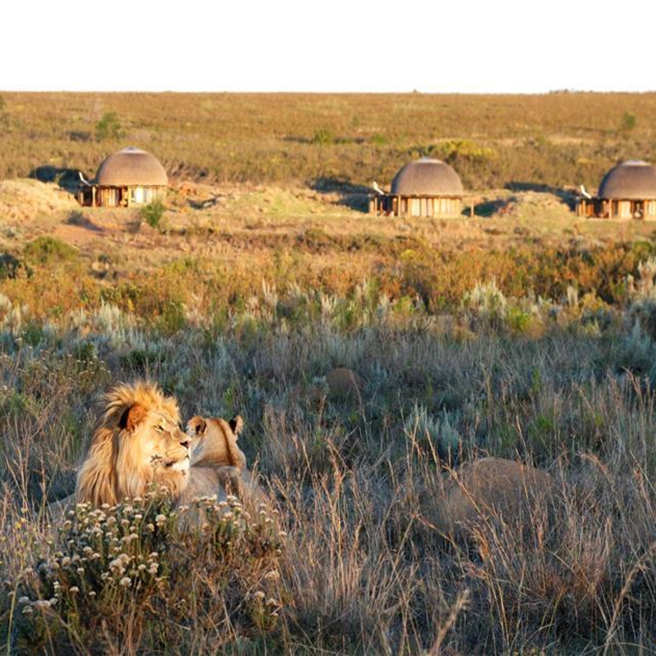 hotel gondwana game reserve lif south