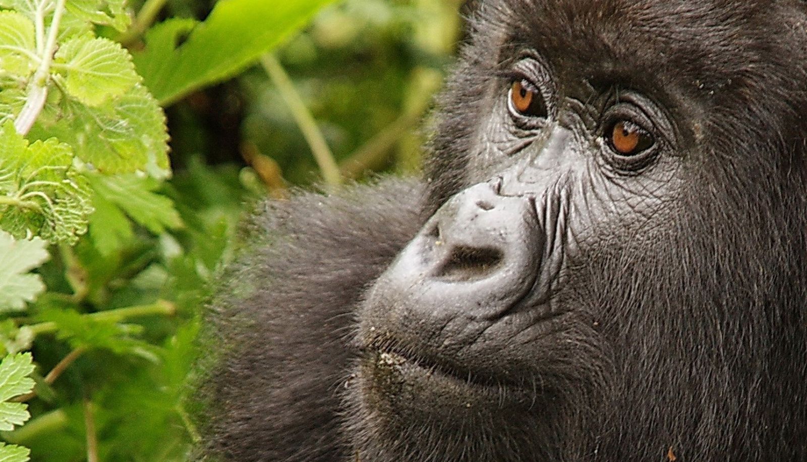Wellness- en fitnessruimte - Gorilla Nest Lodge