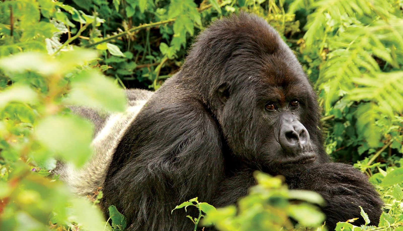 Wellness- en fitnessruimte - Gorilla Nest Lodge