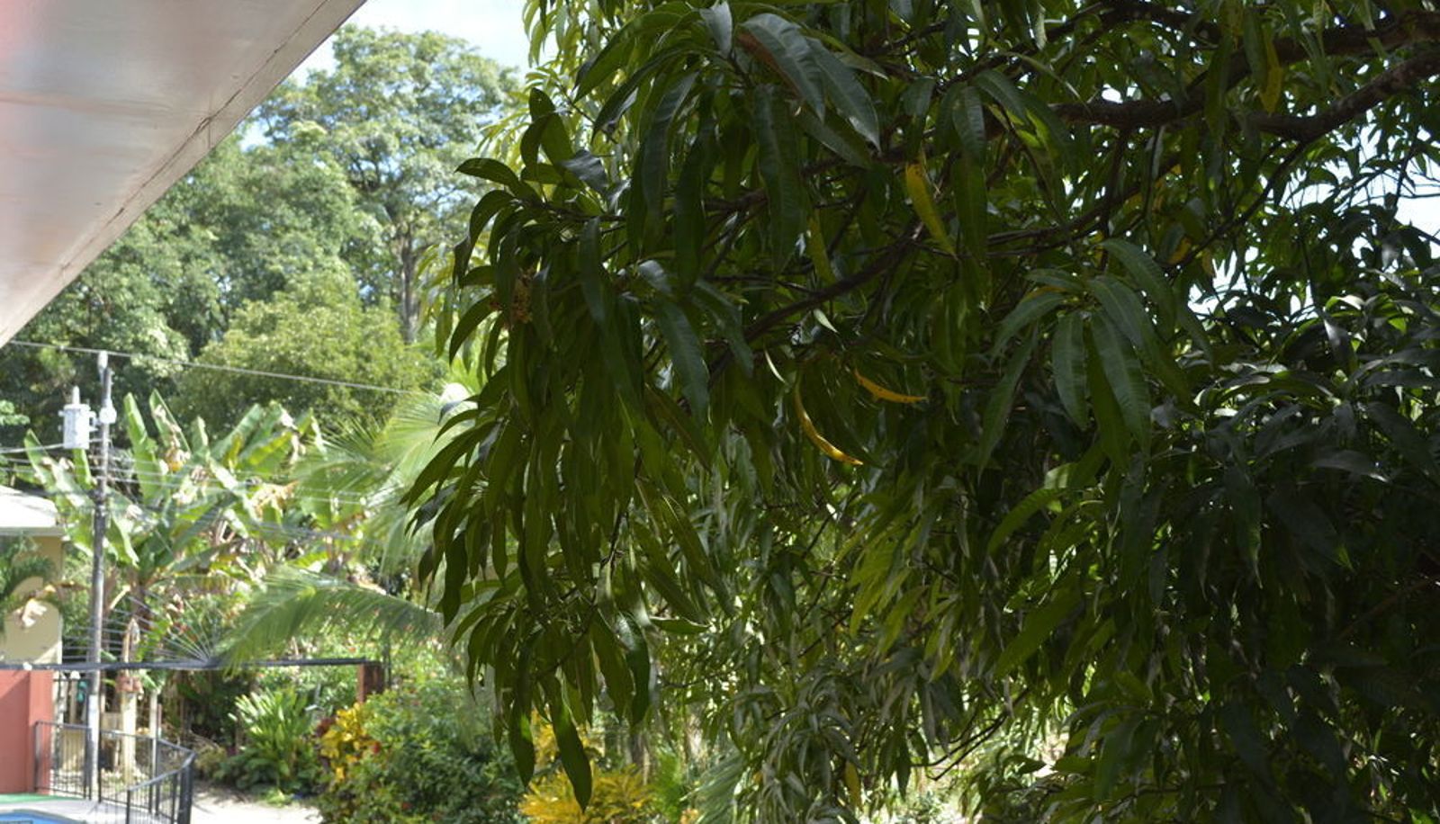 Jardin - Tico Lindo Hotel