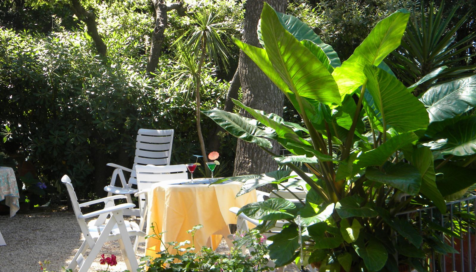 Giardino - Rosa del Tirreno