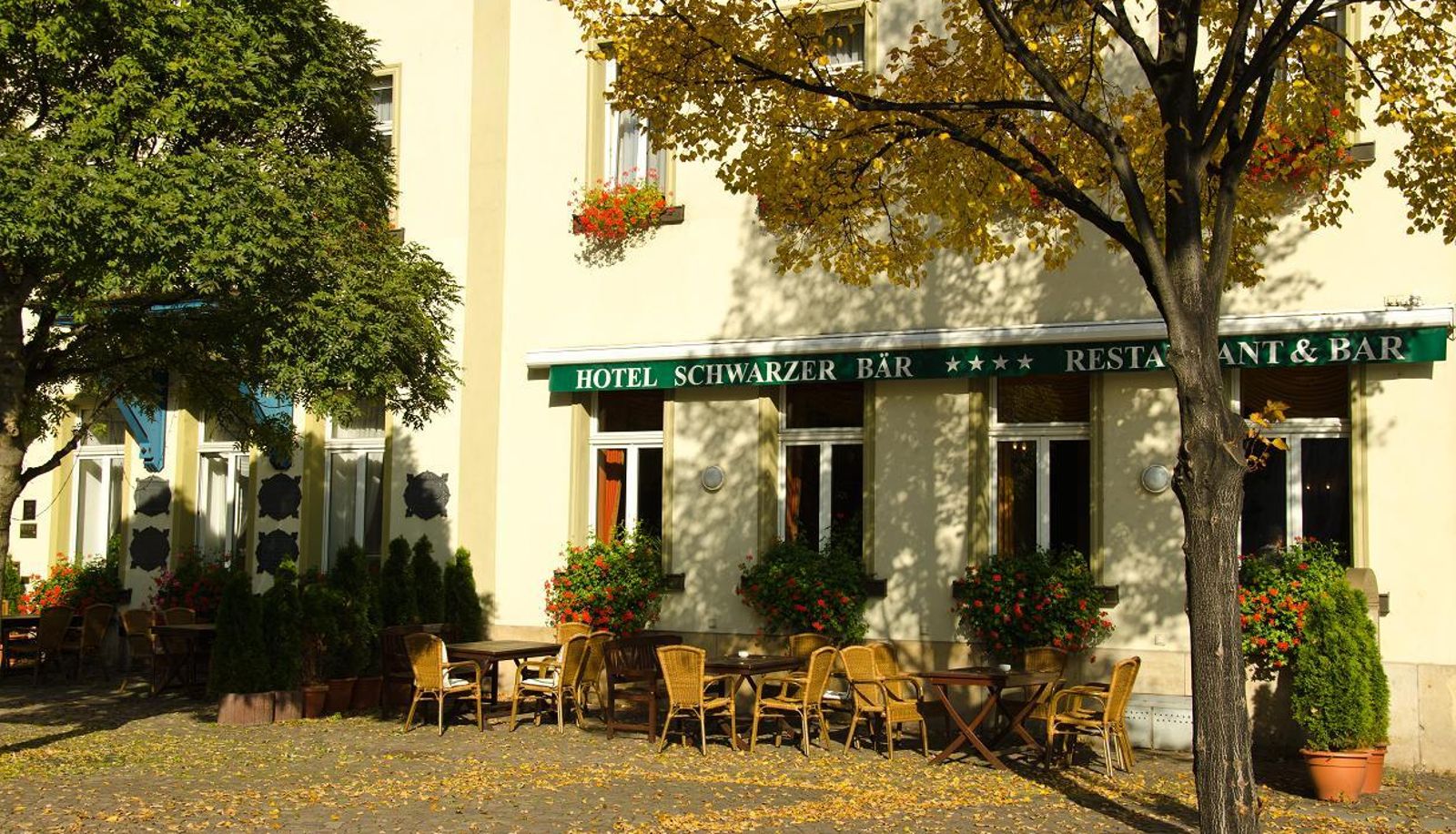 Terraza - Schwarzer Bär