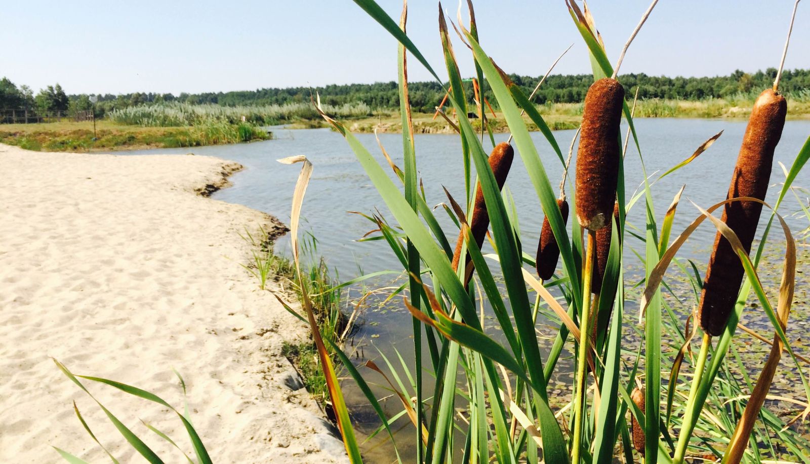 Plaża - Obok-Lasu