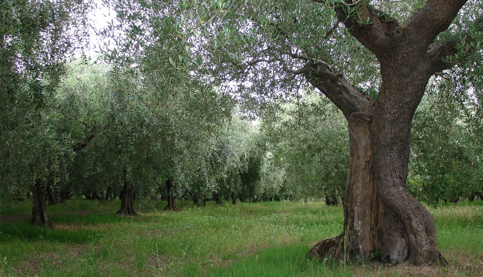 Garten - Al Crepuscolo
