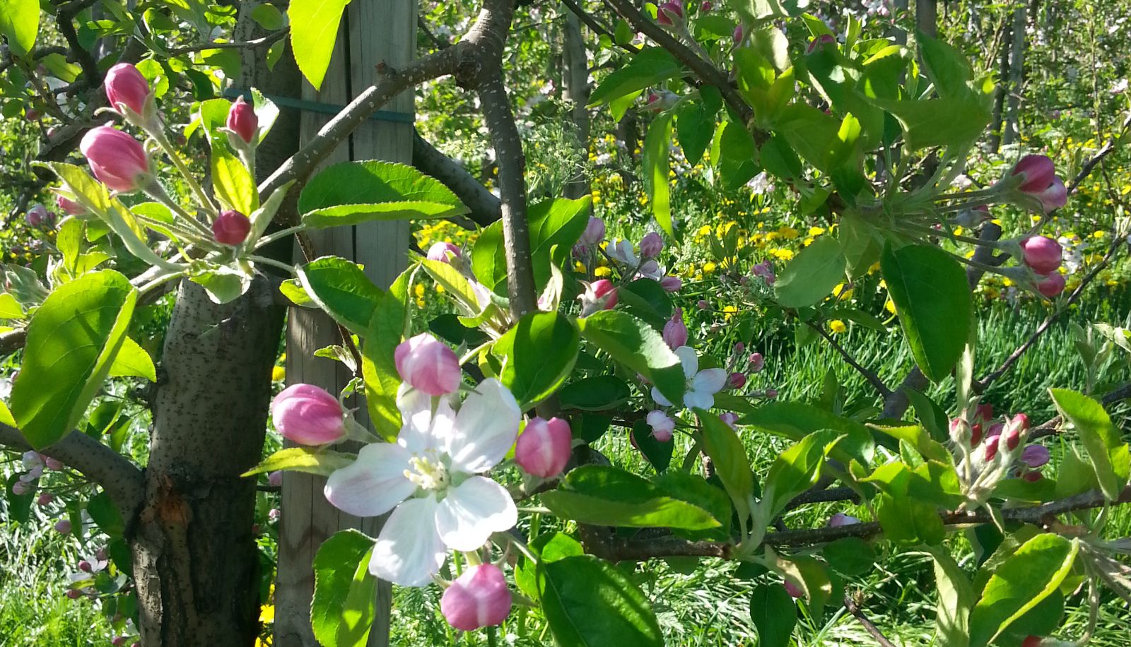 Jardin - Montani