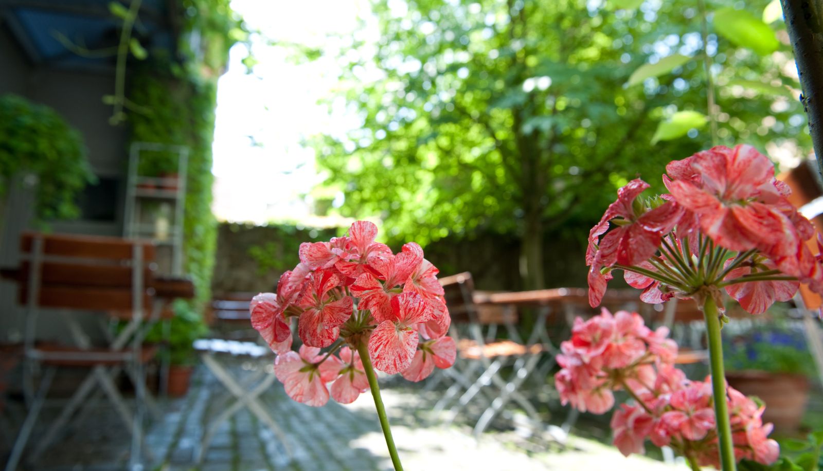 Garden - Gasthaus zur Sonne