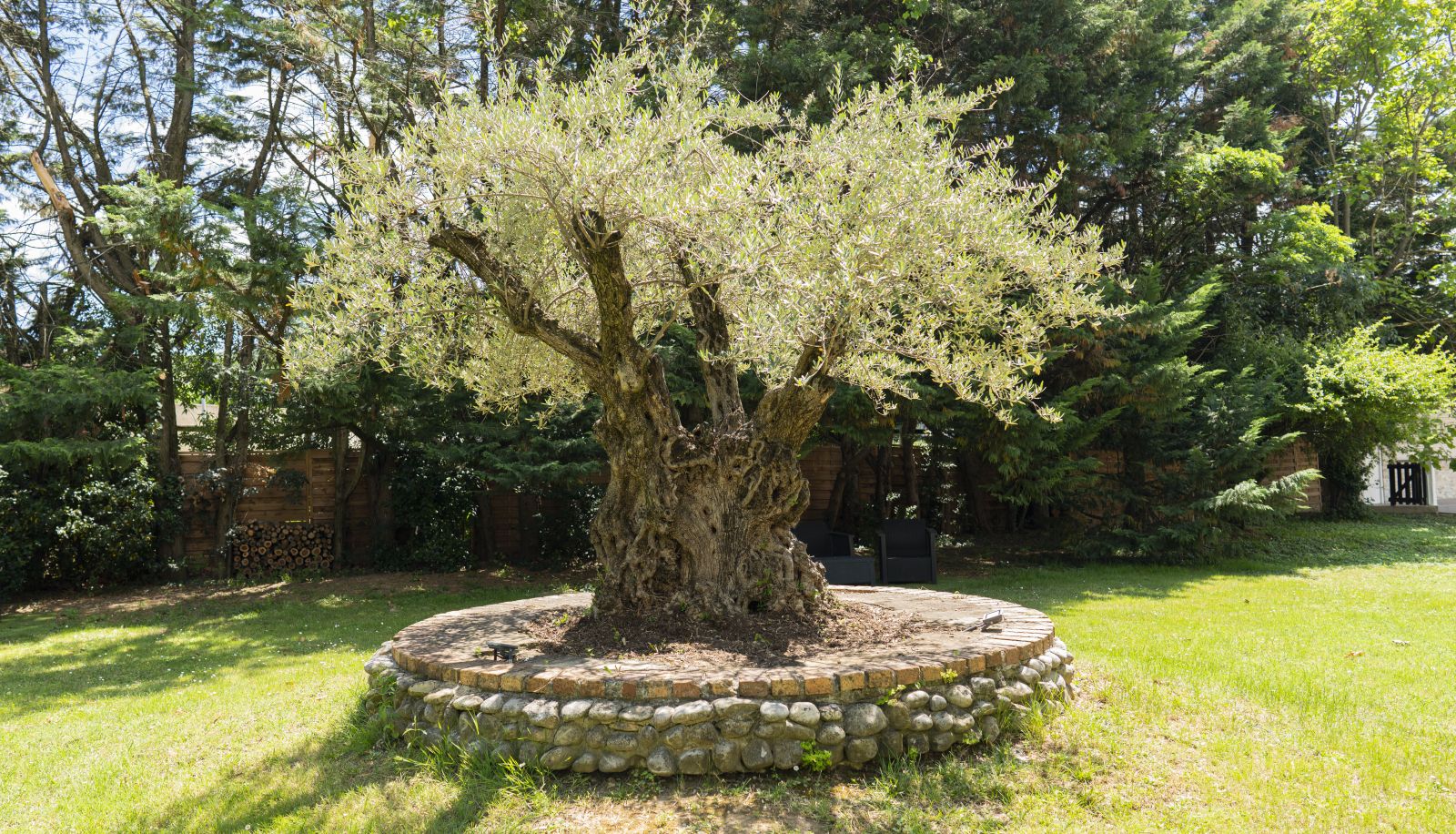 Jardin - Les Oliviers