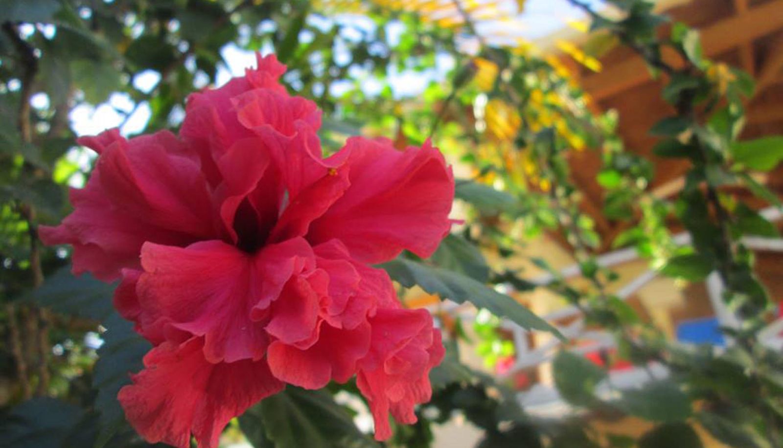 Info - Jardin del Caribe
