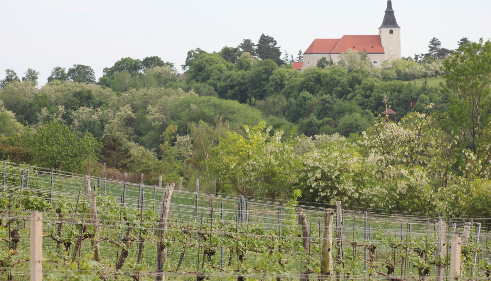View - Winzerhof Küssler - Weinviertel