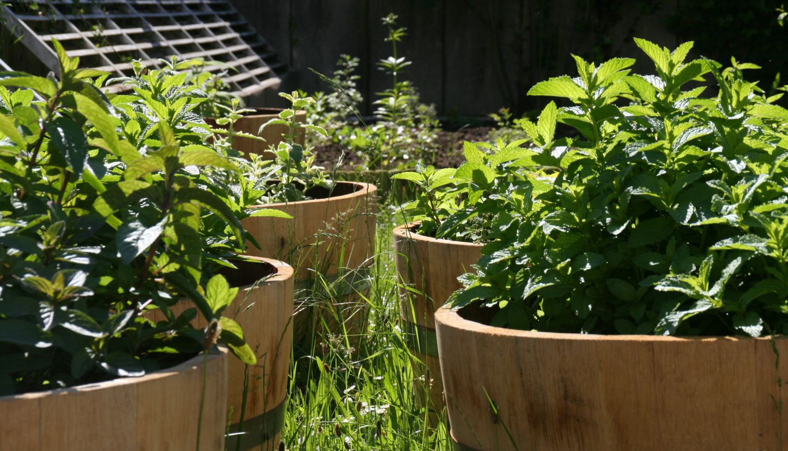 Garden - St. Pierre