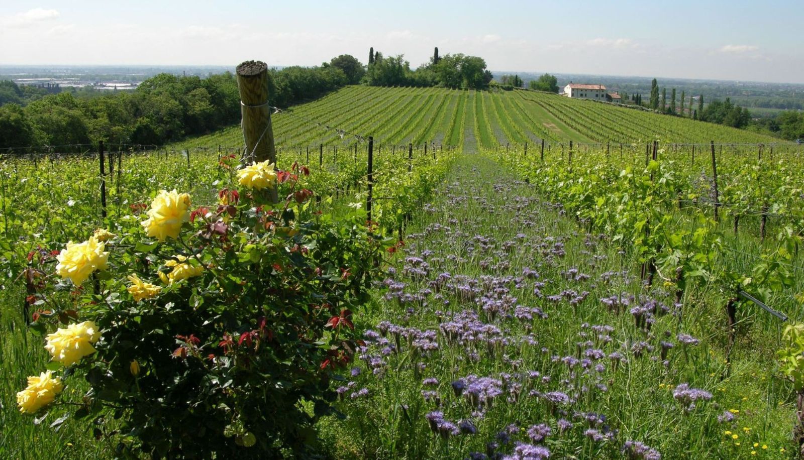 Otoczenie - Musella Winery & Relais