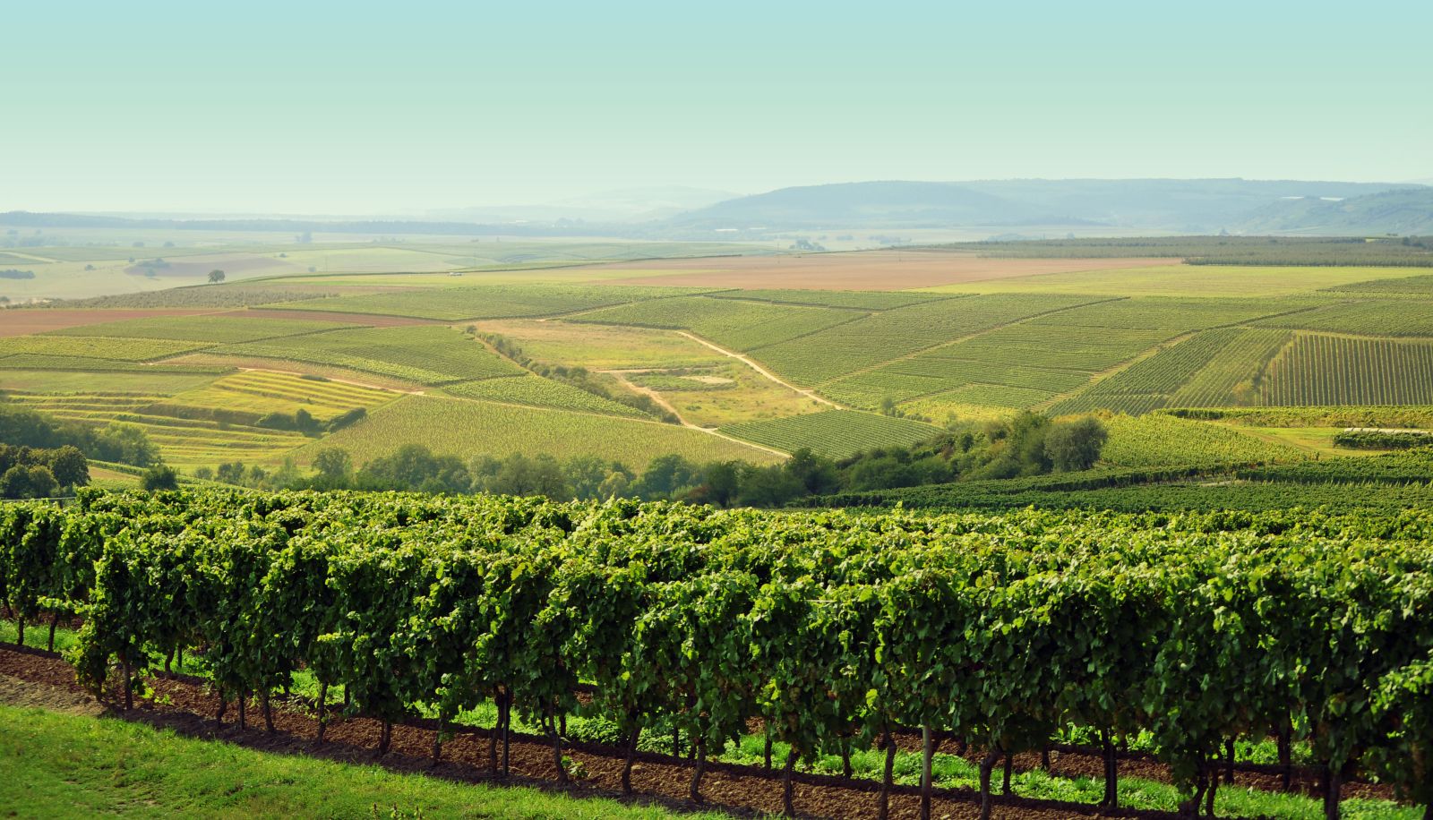 Otoczenie - Meyerhof Weingut, Vinothek & Gästehaus