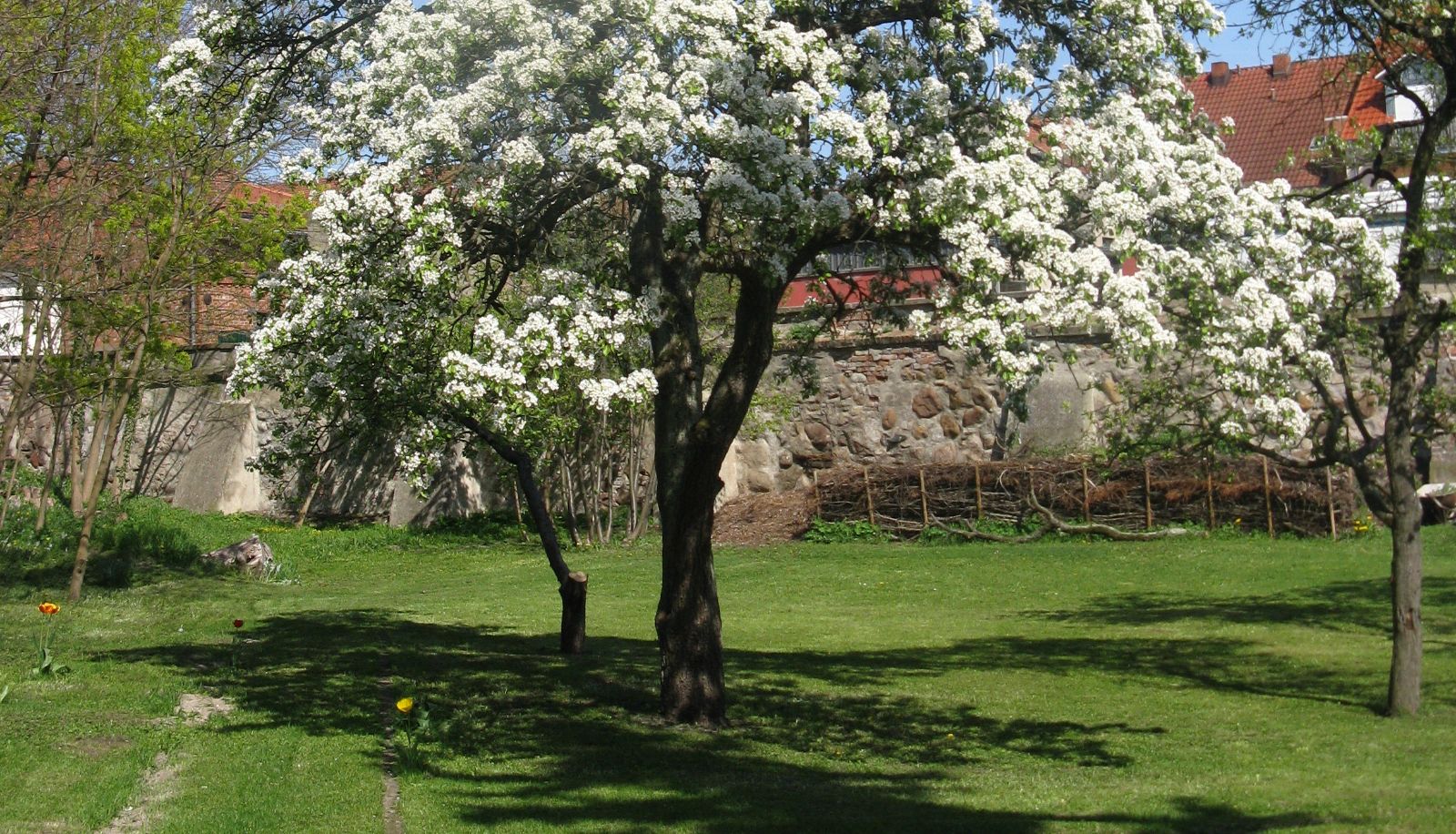 Garten - AltstadtQuartier
