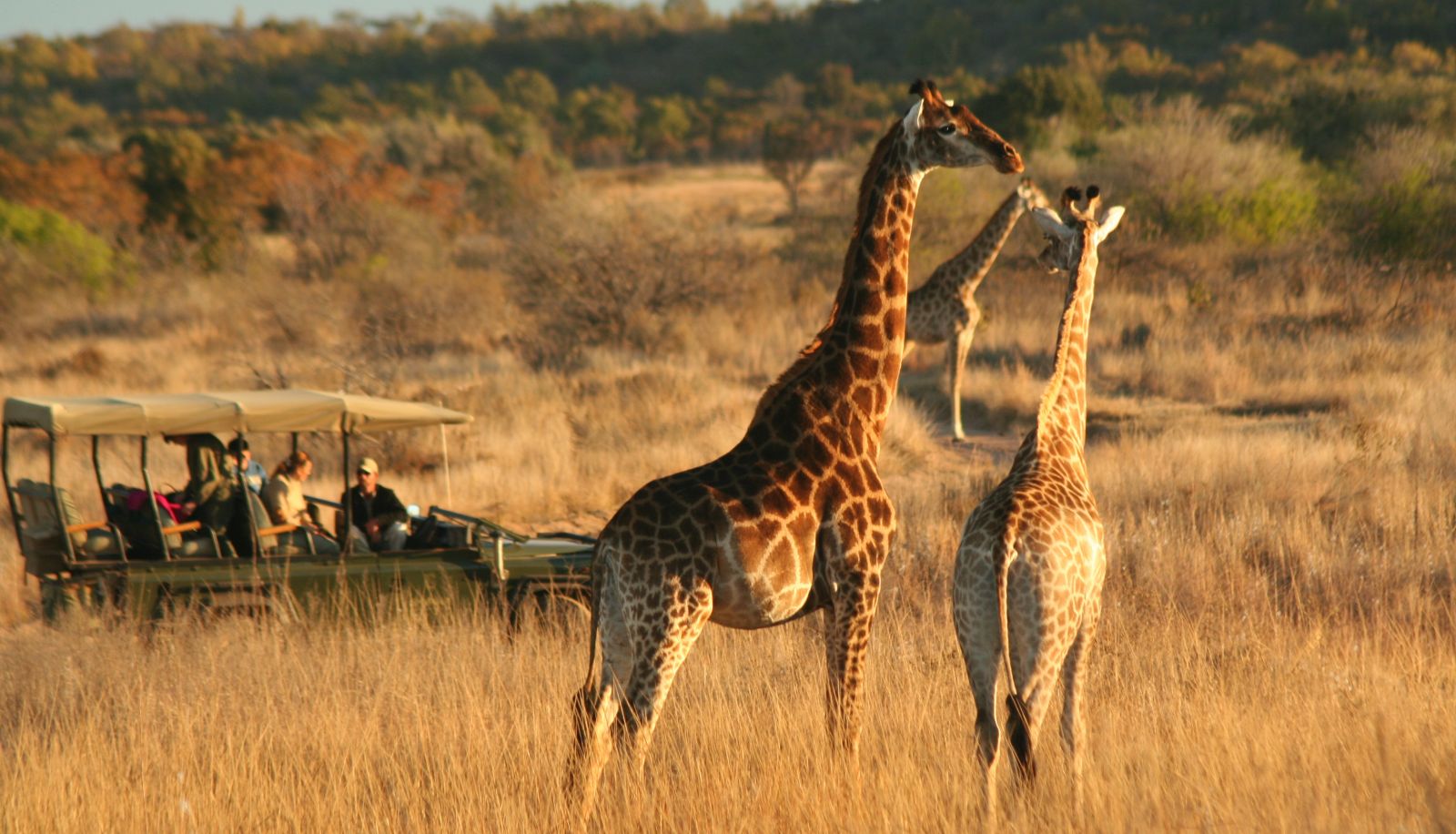 Giardino - Makweti Safari Lodge