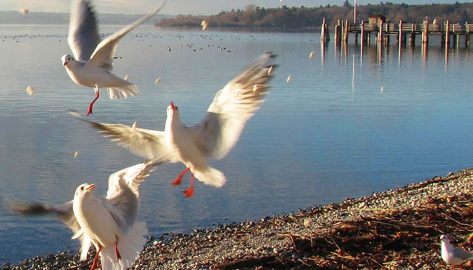 View - Seehof am Ammersee