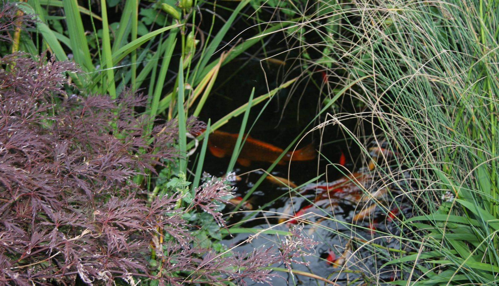 Giardino - Grüner Wald