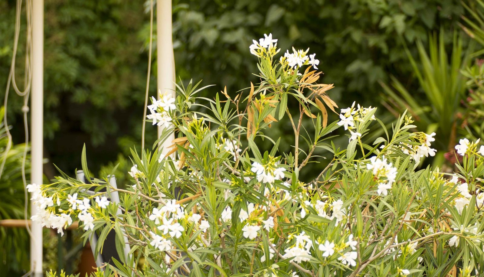 Garten - Lell Hotel Landgasthof