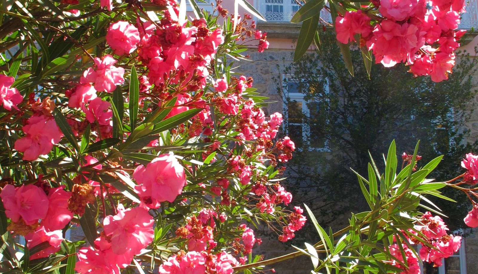 Info - Ribeira Collection by Piamonte Hotels