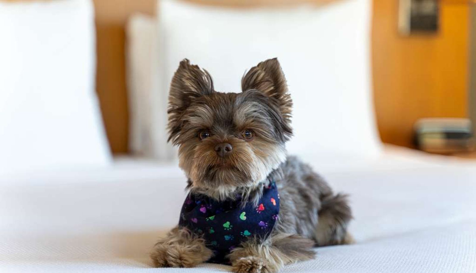 Zimmer - Hyatt Place Pasadena