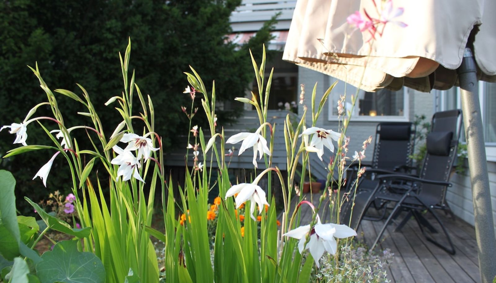 Garden - Hotell Zlafen B&B