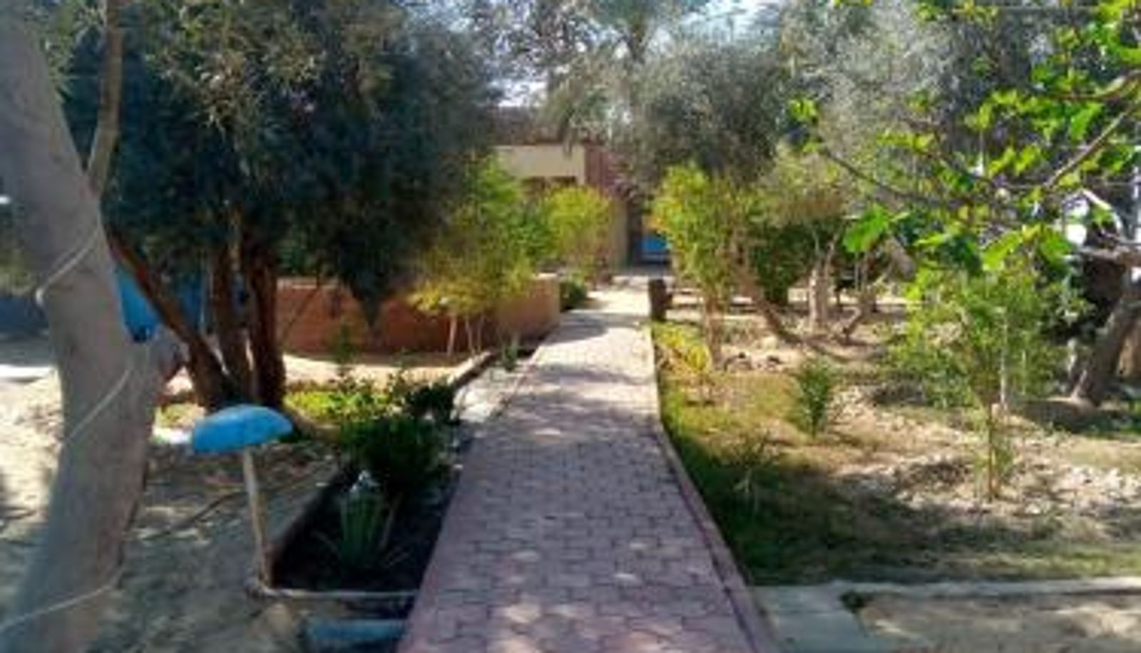 Info - Panta Lodge Siwa بنتا لودج سيوة