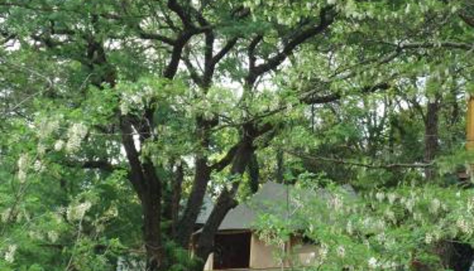 Room - Prehistoric Lodge - Adult Only