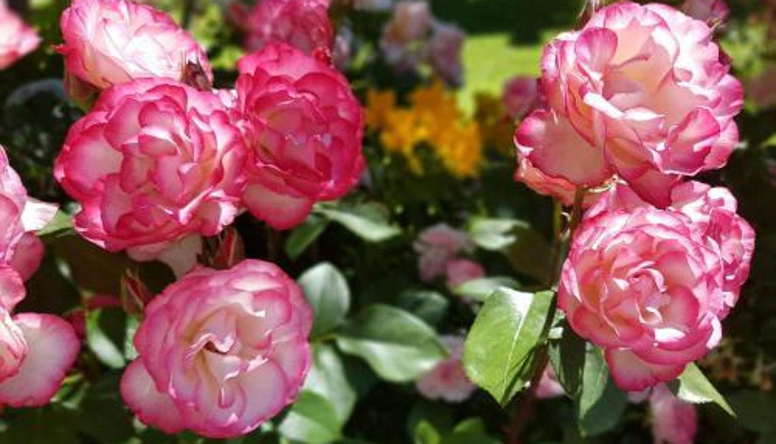 Apartamento - De las Rosas Bariloche