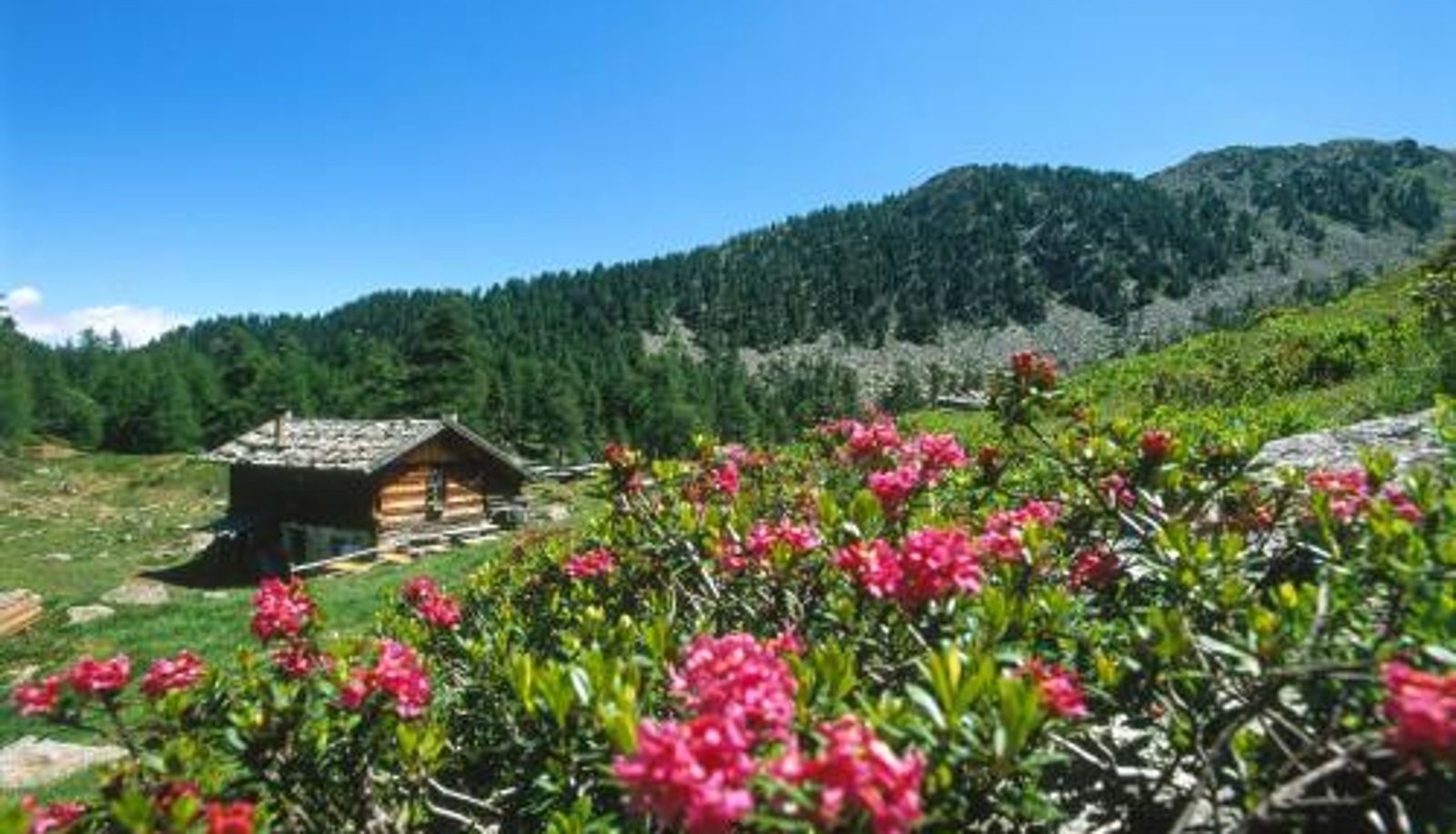 Info - Residence Feldhof im Vinschgau zwischen Apfelwiesen & Bergblick Ruhe finden - inklusive Guestpass