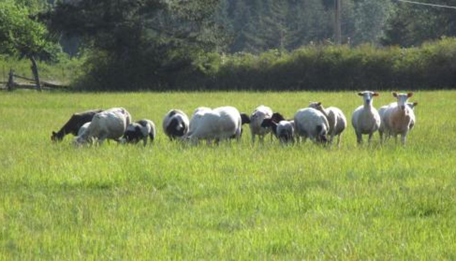 Informacje - Lopez Farm Cottages & Tent Camping