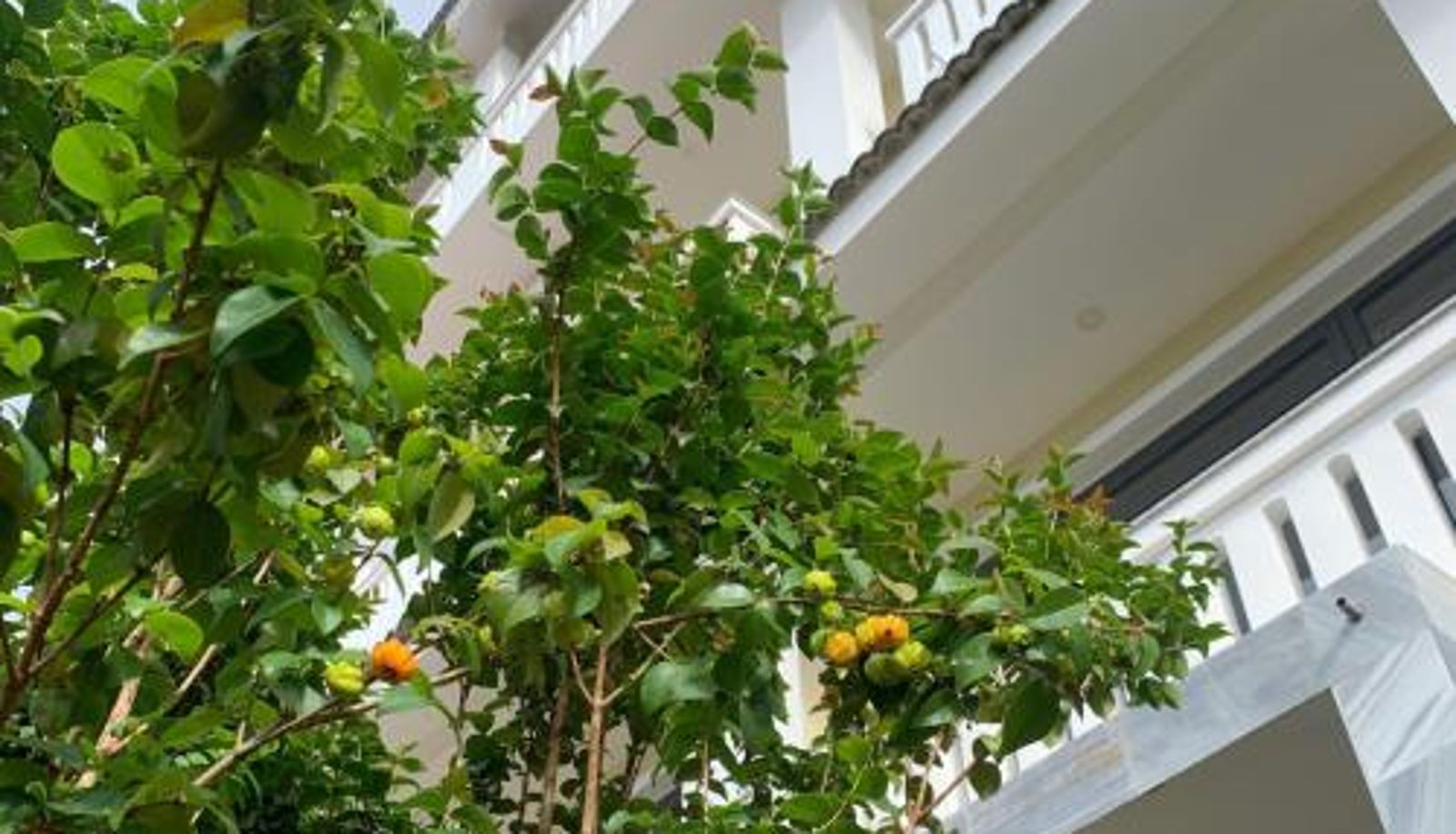 Info - Thanh Loan 2 Da Lat Hotel
