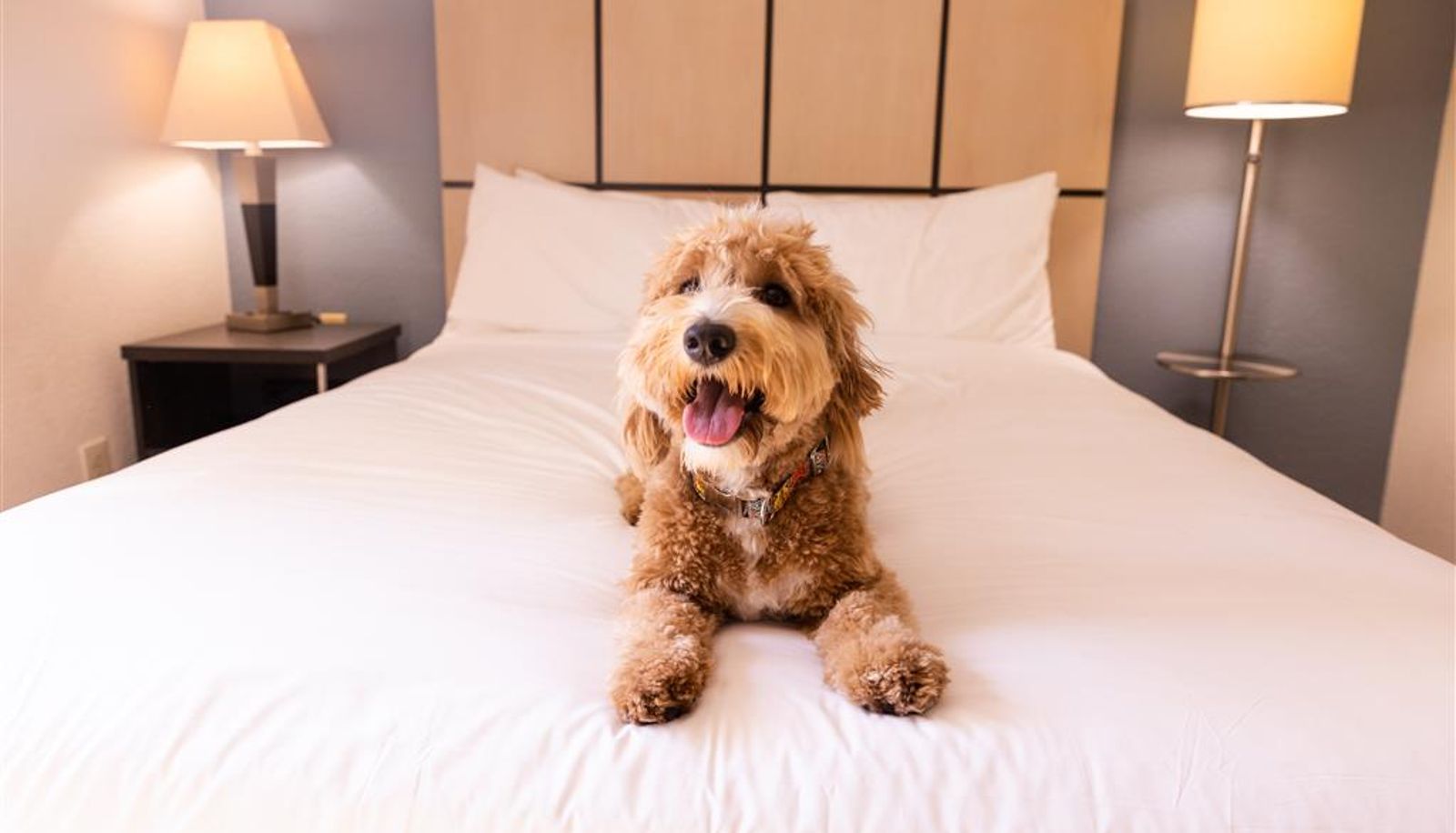 Chambre - Sonesta Simply Suites Clearwater St. Petersburg