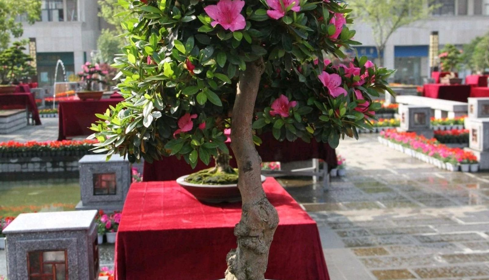 Zona exterior del hotel - Tea City Hotel (China Tea City Branch)