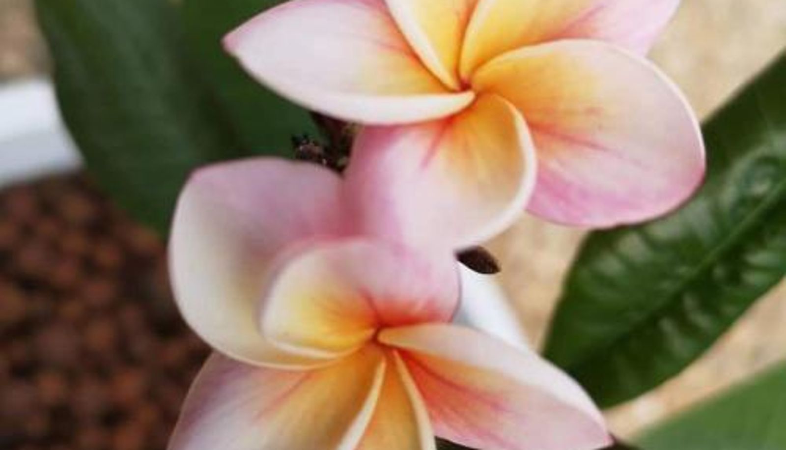 Info - La Maison Fleur de Frangipanier
