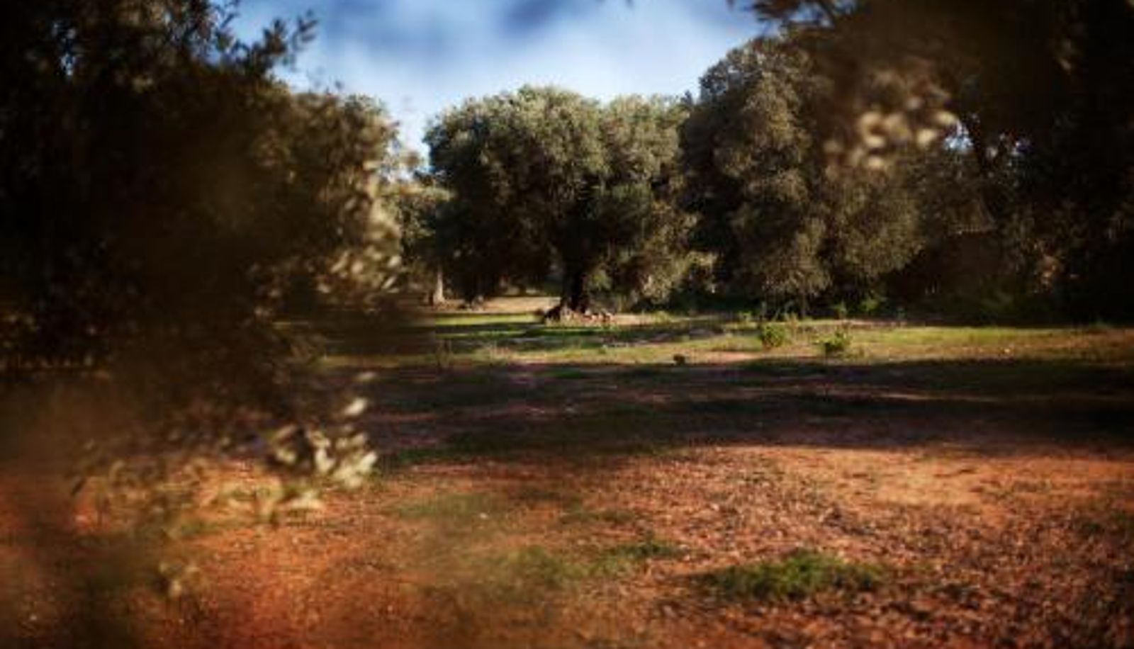 Información - Masseria Borgo Mortella