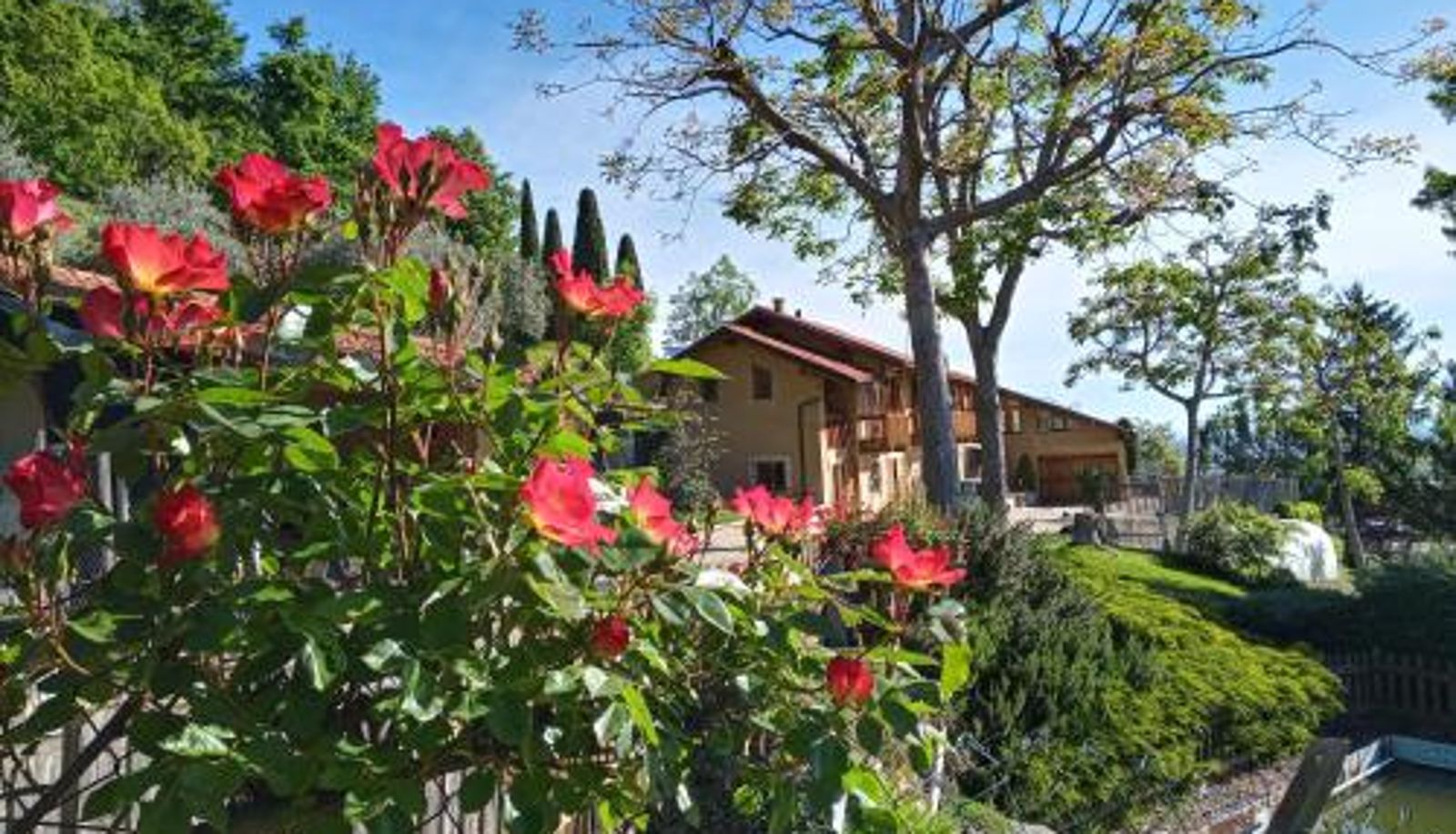 Area esterna dell'hotel - L'Albore