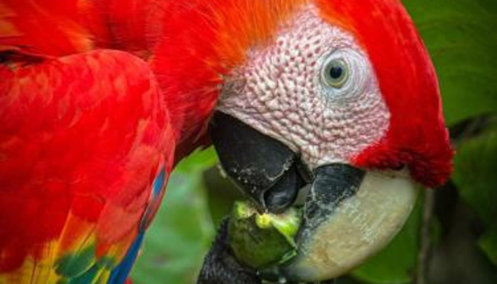 Info - Cabina Corcovado Gittana Tours
