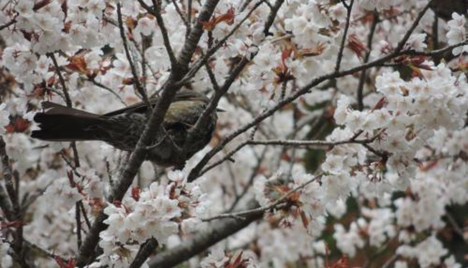 Informacje - Kamakurayama Farm - B&B Satoyama