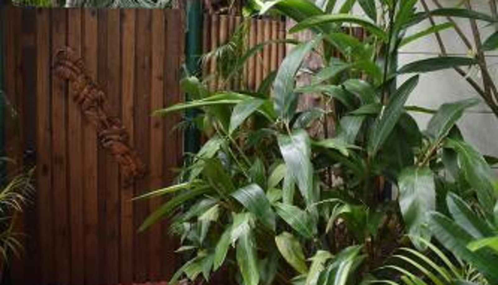 Info - Oskar's Rain Forest Retreat
