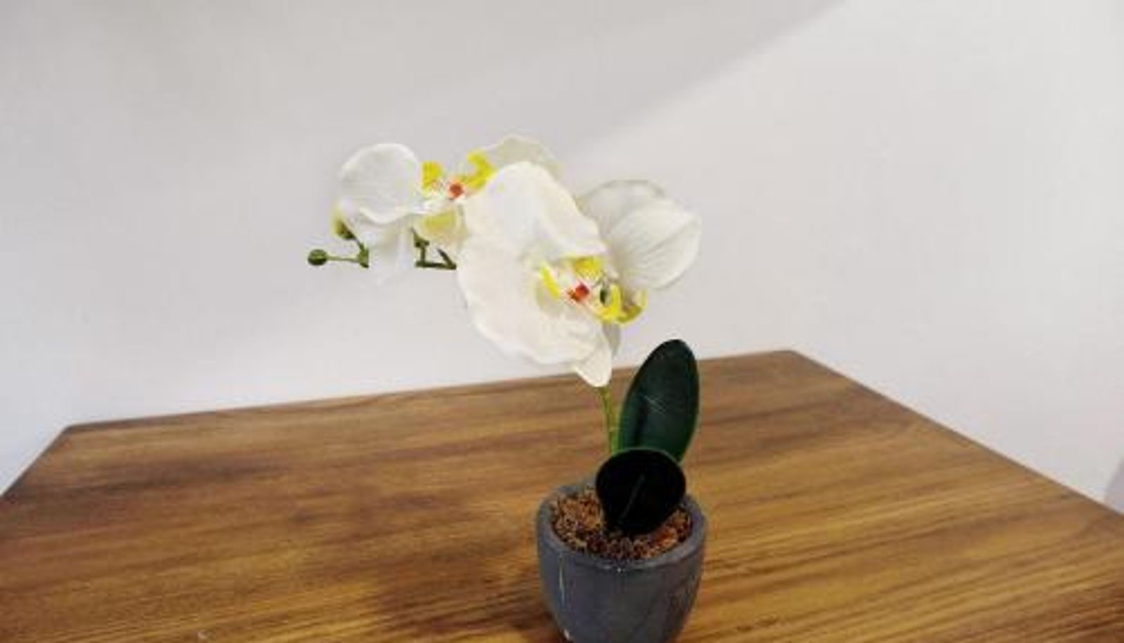 Standaardkamer - Jardin Cardona